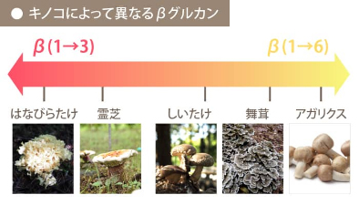 キノコによって異なるβグルカン